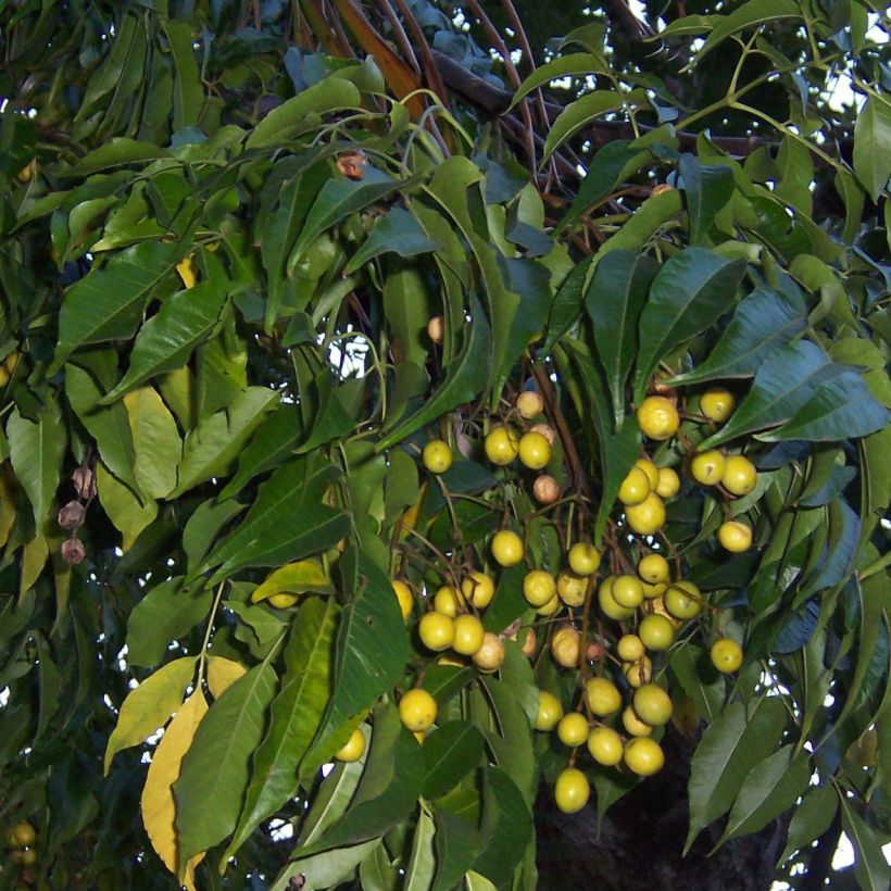 Meelia - Melia azedarach (Lehvistö)