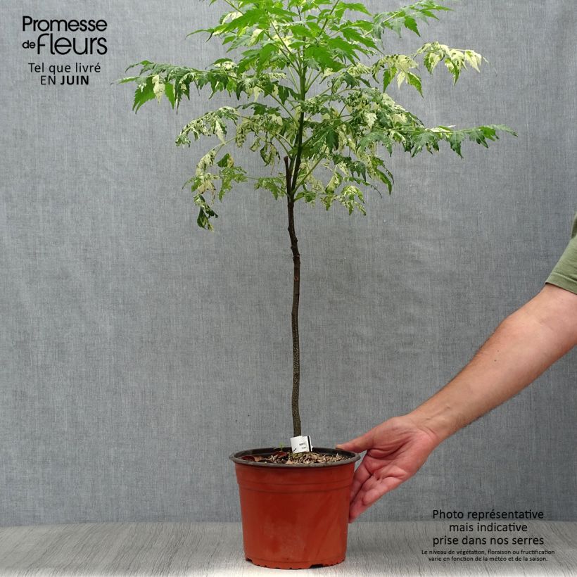 Esimerkki kesällä toimitetusta Meelia Jade Snowflake Pot de 2L/3L-taimesta