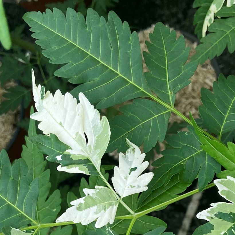 Meelia Jade Snowflake (Lehvistö)