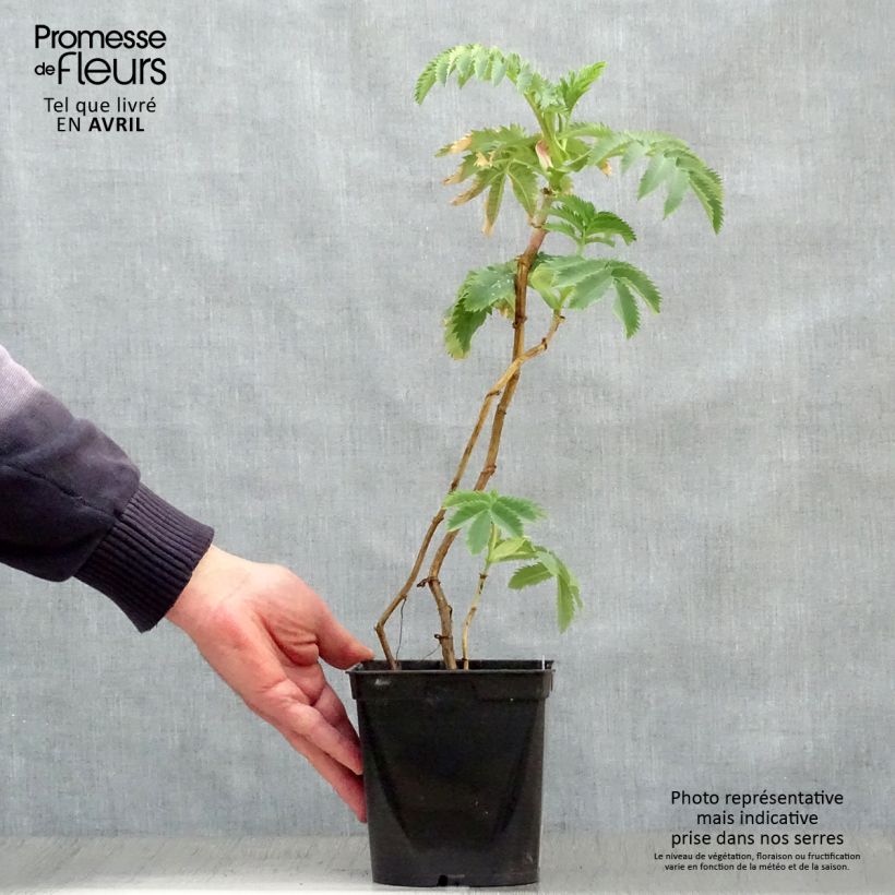 Esimerkki keväällä toimitetusta Melianthus major Ruukku 2L / 3L-taimesta