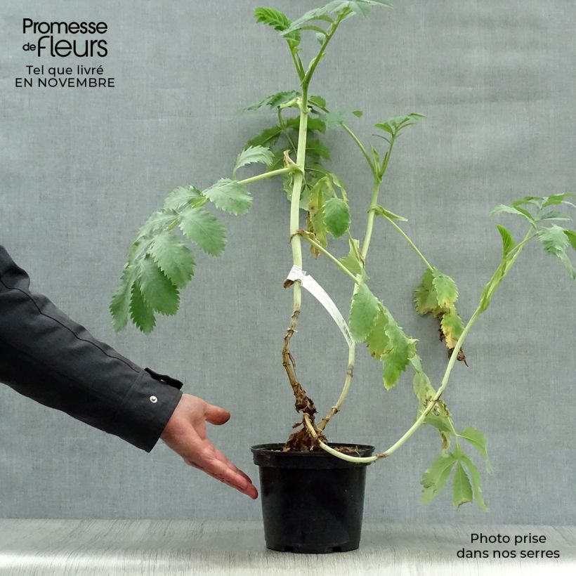 Esimerkki syksyllä toimitetusta Melianthus major 3 litran/4 litran ruukku-taimesta