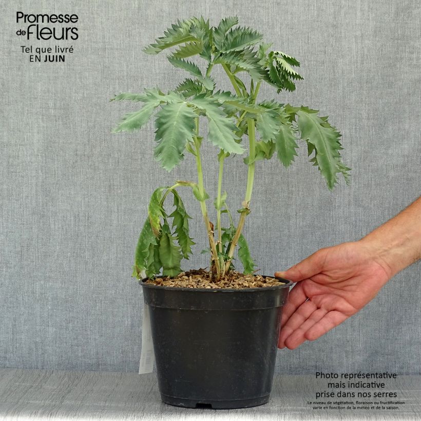 Esimerkki kesällä toimitetusta Melianthus major Ruukku 3L / 4L-taimesta