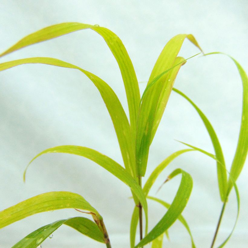 Isohelmikkä Atropurpurea (Lehvistö)
