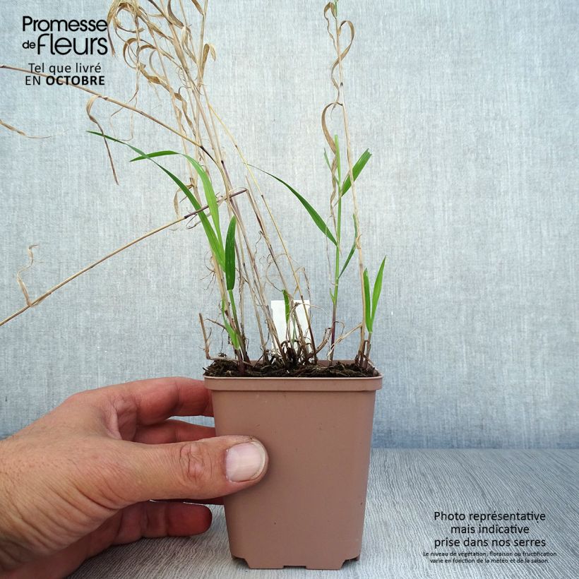 Esimerkki syksyllä toimitetusta Isohelmikkä Atropurpurea 8/9 cm taimiruukku-taimesta