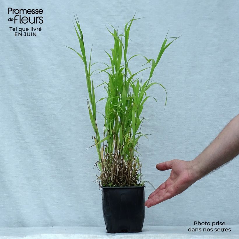 Esimerkki kesällä toimitetusta Isohelmikkä Atropurpurea Ruukku 2L / 3L-taimesta