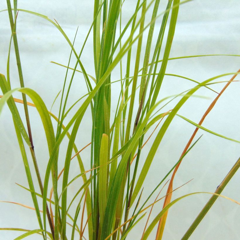 Tähkähelmikkä - Melica ciliata (Lehvistö)
