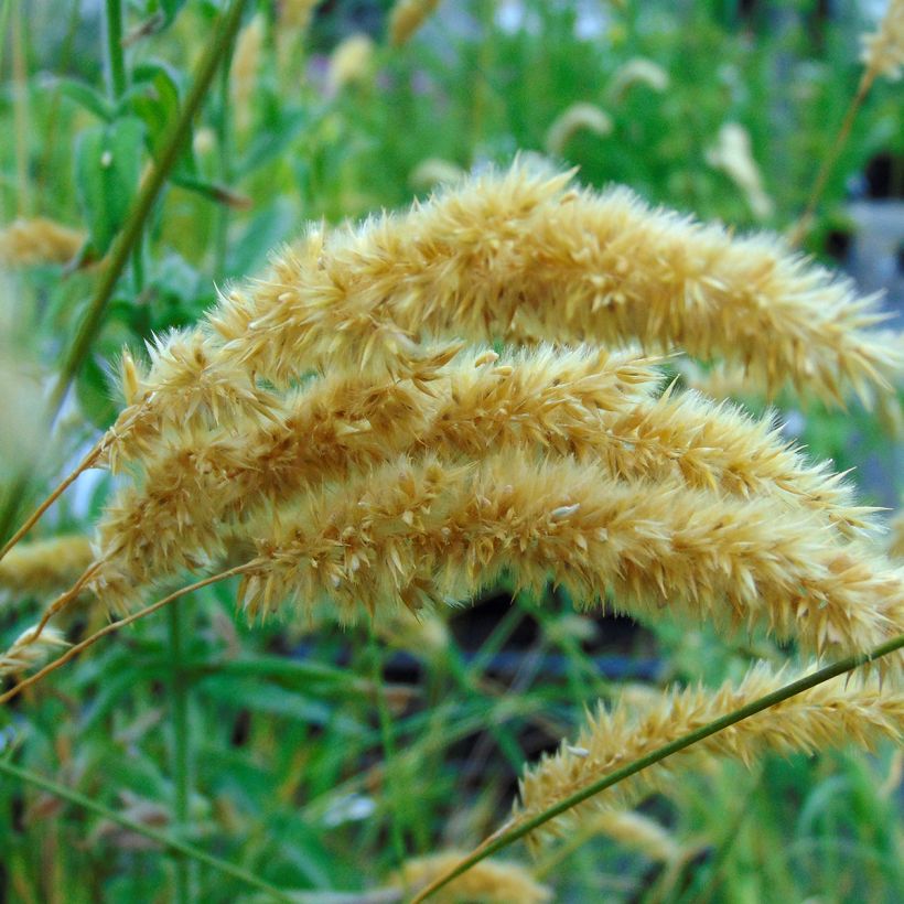 Tähkähelmikkä - Melica ciliata (Kukinta)
