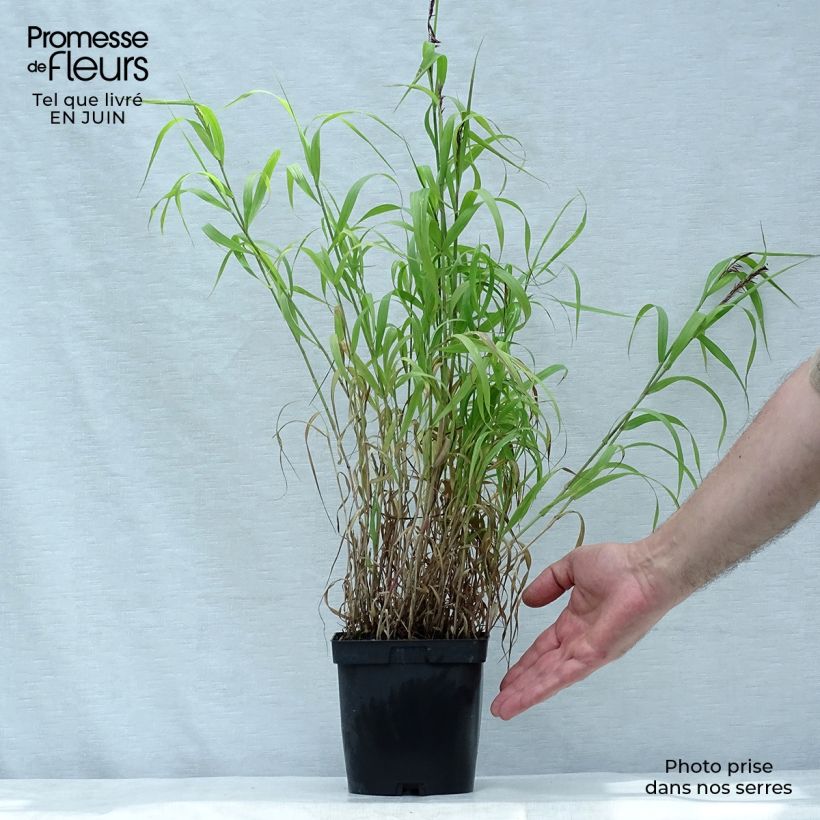 Esimerkki kesällä toimitetusta Tähkähelmikkä - Melica ciliata Pot de 2L/3L-taimesta