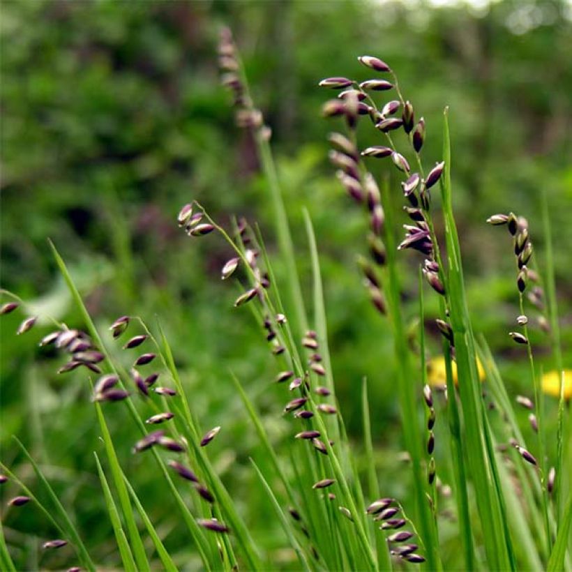 Nuokkuhelmikkä - Melica nutans (Kukinta)