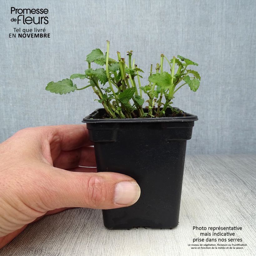 Esimerkki syksyllä toimitetusta Sitruunamelissa - Melissa officinalis 8/9 cm taimiruukku-taimesta