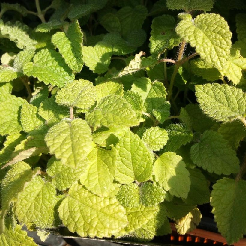 Sitruunamelissa Altissima (Lehvistö)