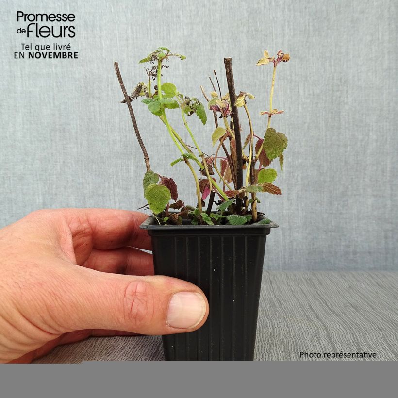 Esimerkki syksyllä toimitetusta Sitruunamelissa Altissima 7/8 cm taimiruukku-taimesta