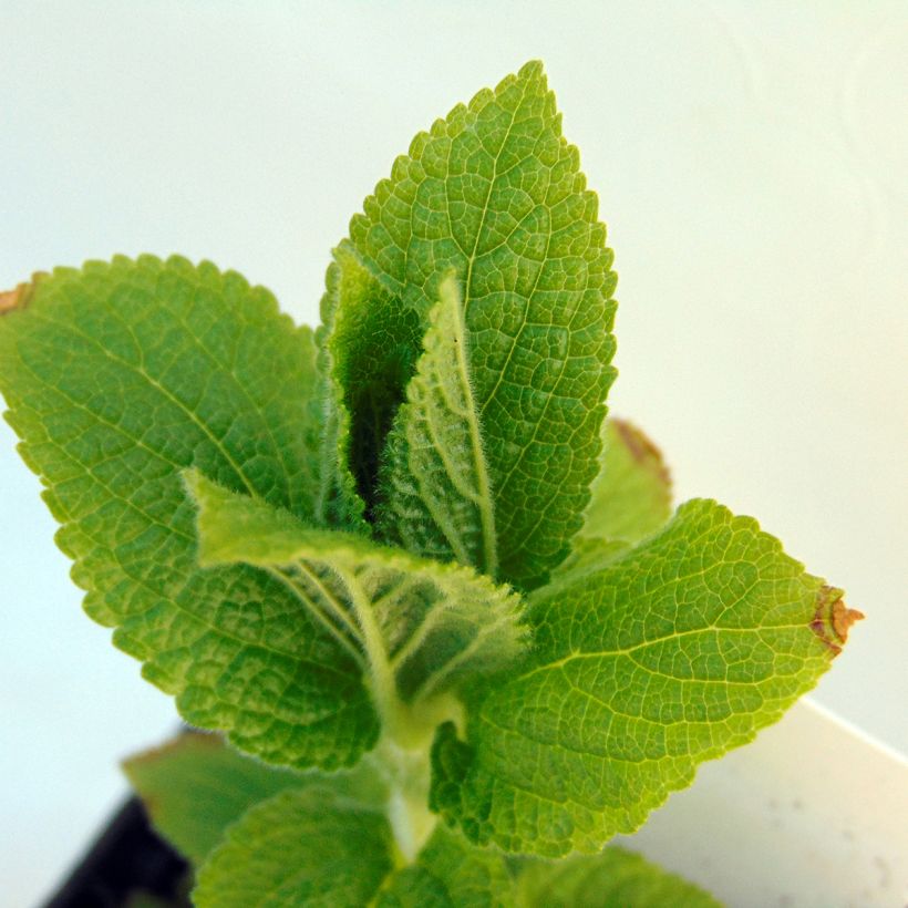 Melittis melissophyllum (Lehvistö)