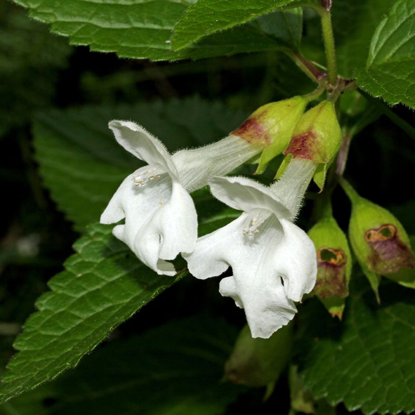 Melittis melissophyllum Alba (Kukinta)