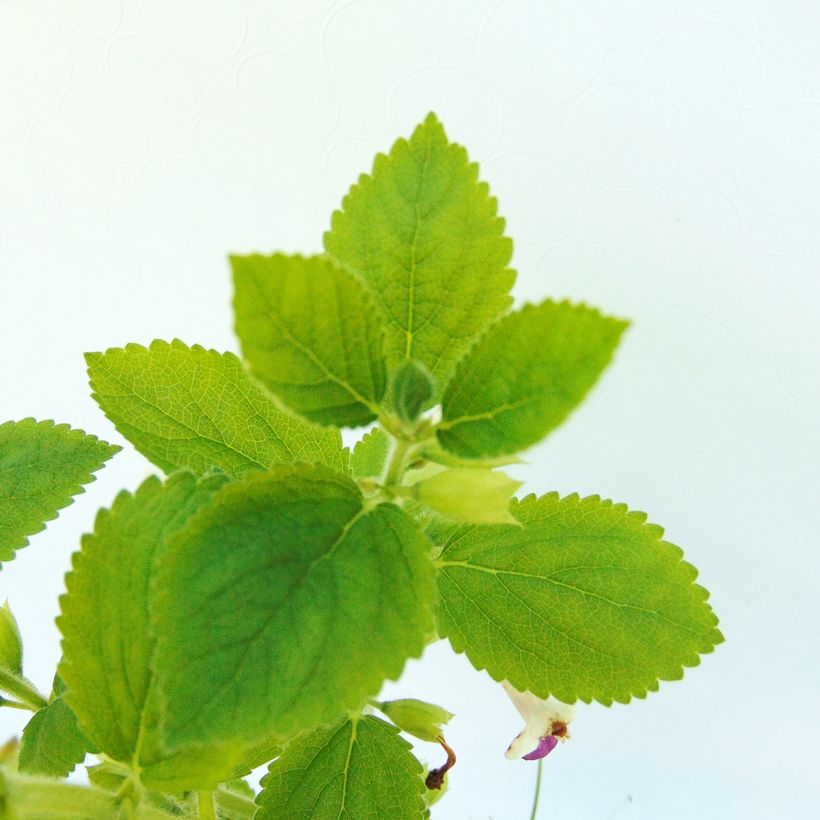 Melittis melissophyllum Royal Velvet (Lehvistö)