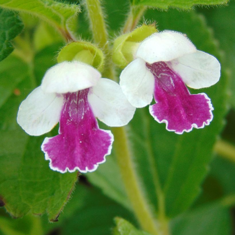 Melittis melissophyllum Royal Velvet (Kukinta)