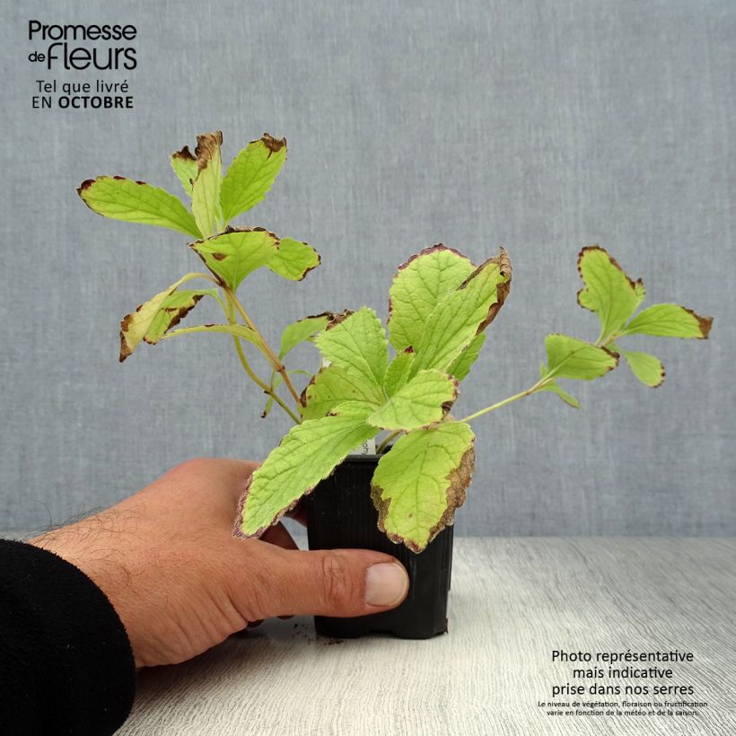 Esimerkki syksyllä toimitetusta Melittis melissophyllum Royal Velvet 8/9 cm taimiruukku-taimesta