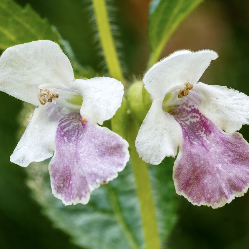 Melittis melissophyllum (Kukinta)