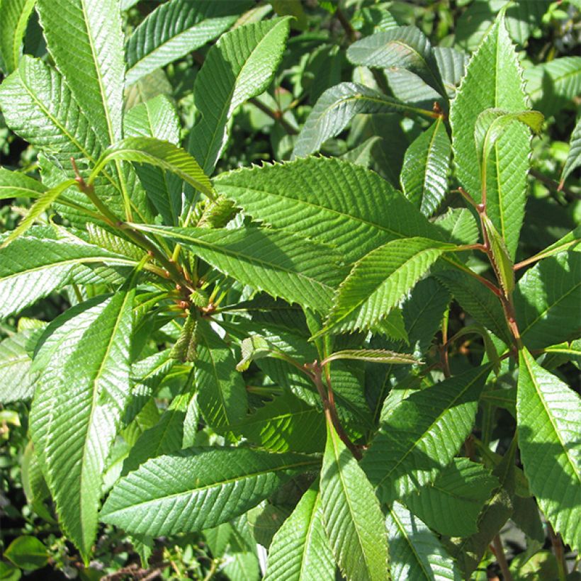 Melliosma cuneifolia (Lehvistö)