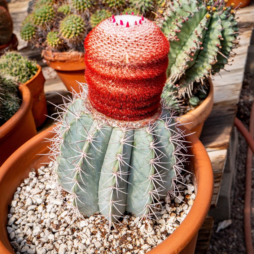 Melocactus azureus (Kasvutapa)