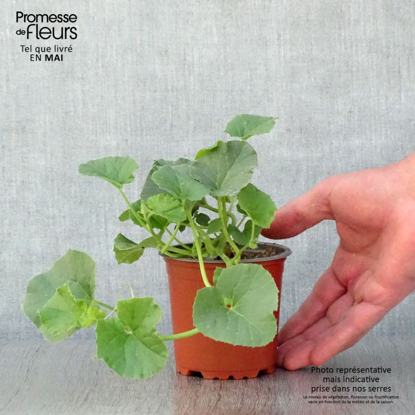 Esimerkki keväällä toimitetusta Cantaluponmeloni Cyrano F1 taimena 8/9 cm taimiruukku-taimesta