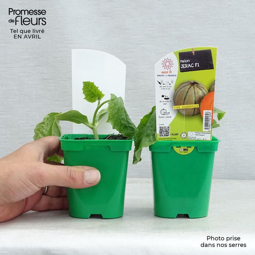 Esimerkki keväällä toimitetusta Cantaluponmeloni Jerac F1 taimena 10 cm/11 cm ruukku-taimesta