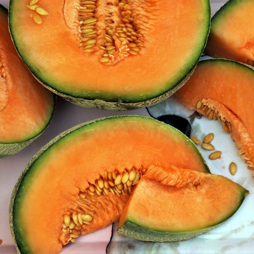 Cantaluponmeloni Santon taimena (Sadonkorjuu)