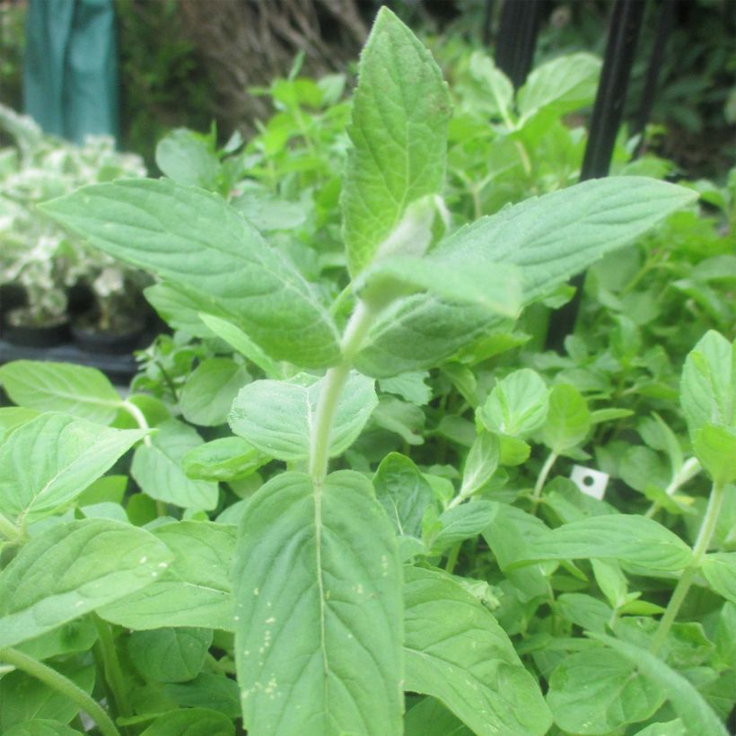 Mintut Buddleja (Lehvistö)