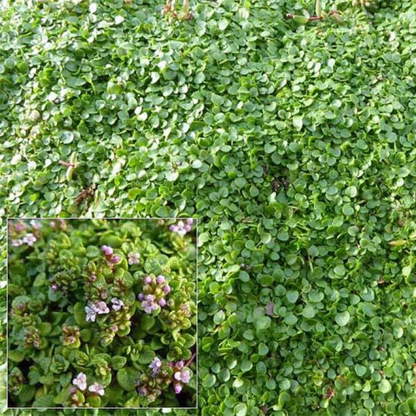 Korsikanminttu - Mentha requienii (Kukinta)