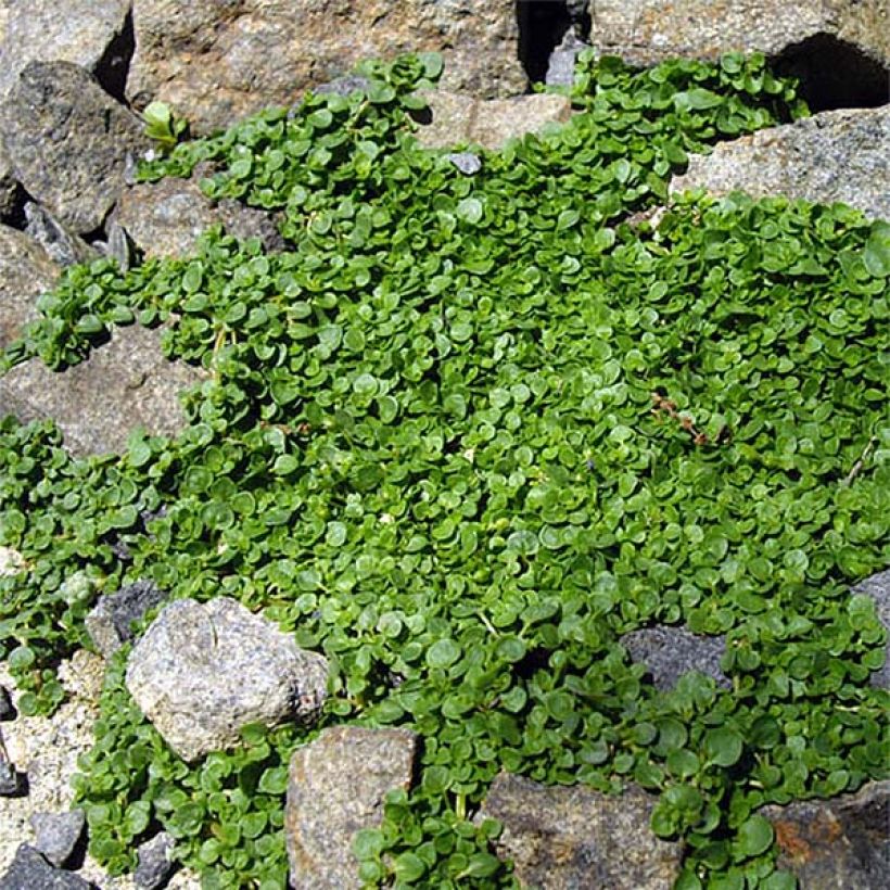 Korsikanminttu - Mentha requienii (Kasvutapa)