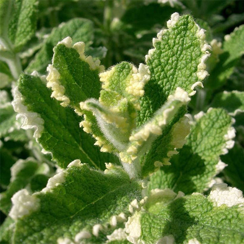 Pyöröminttu Variegata (Lehvistö)