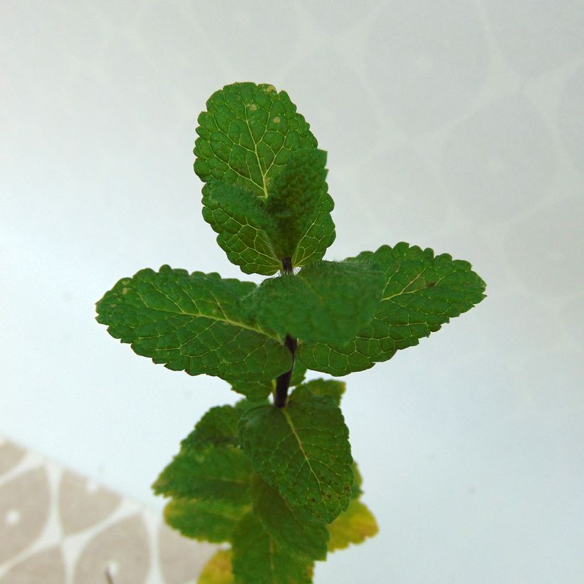 Algerianminttu luomu (Lehvistö)