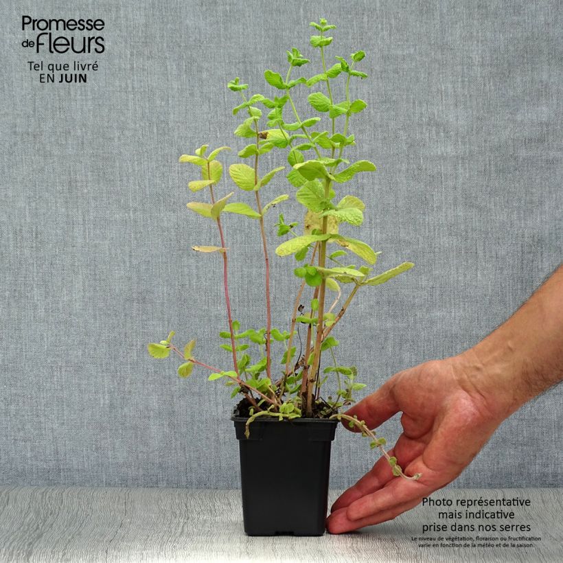 Esimerkki kesällä toimitetusta Mintut officinalis luomu 8/9 cm taimiruukku-taimesta