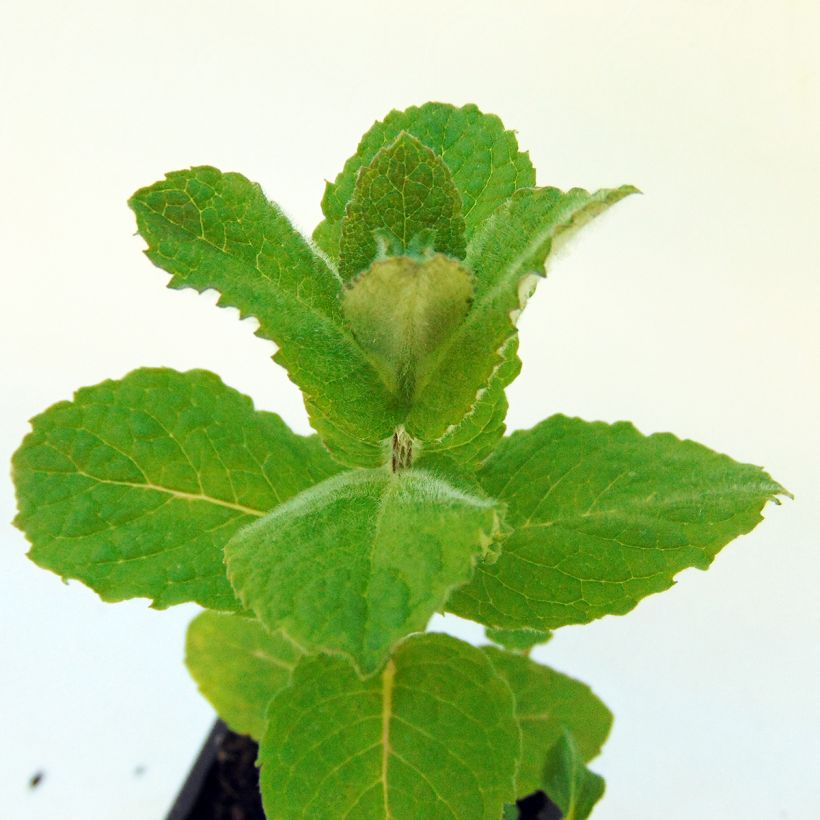 Mintut officinalis luomu (Lehvistö)