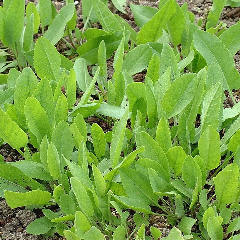 Palsamipietaryrtti - Tanacetum balsamita (Kasvutapa)