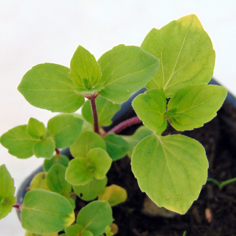 Piparminttu Ginger luomu (Lehvistö)
