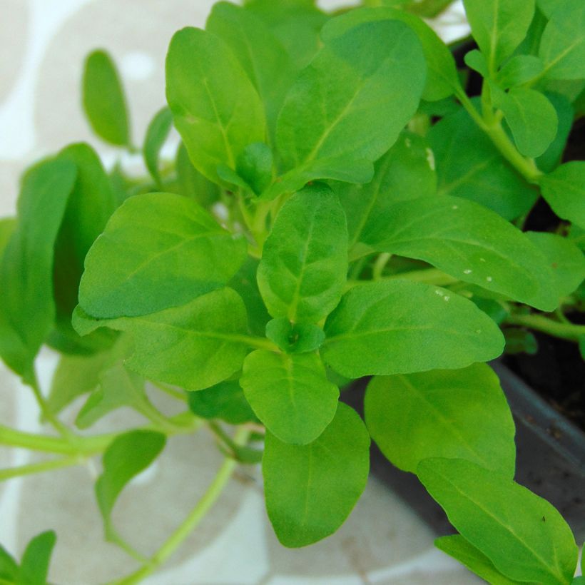 Mintut - Mentha pulegium (Lehvistö)