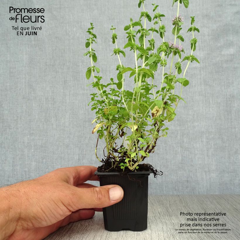 Esimerkki kesällä toimitetusta Mintut - Mentha pulegium 8/9 cm taimiruukku-taimesta