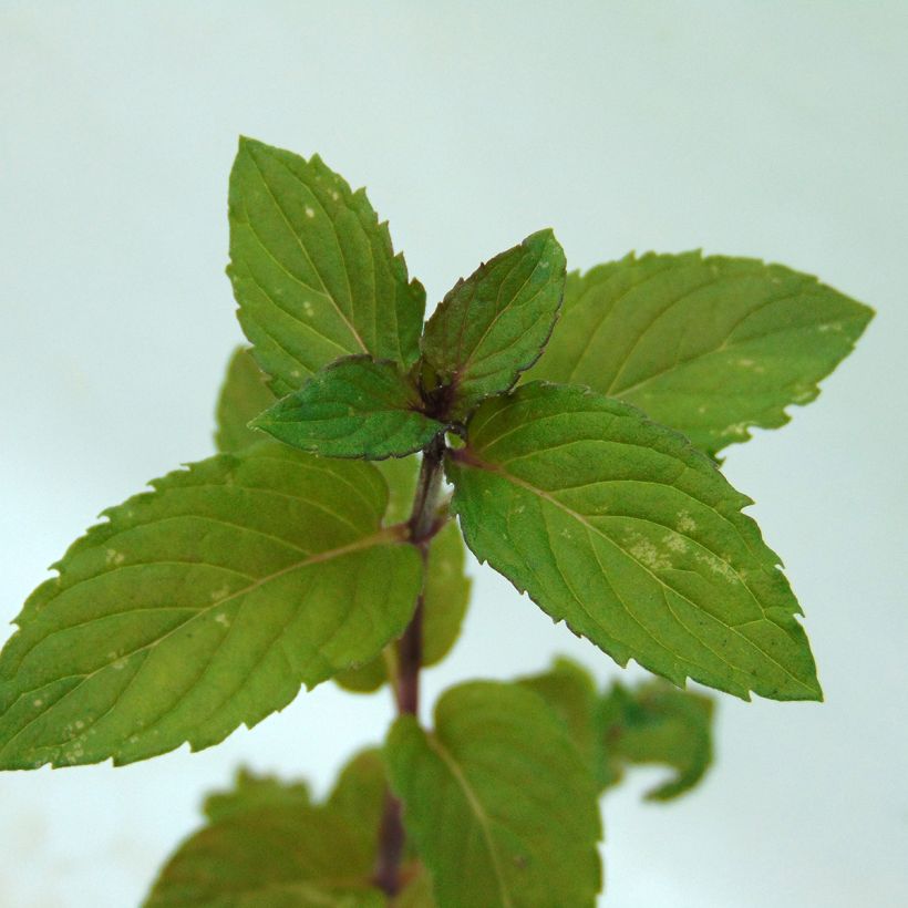 Lakritsiminttu Licorice luomu (Lehvistö)
