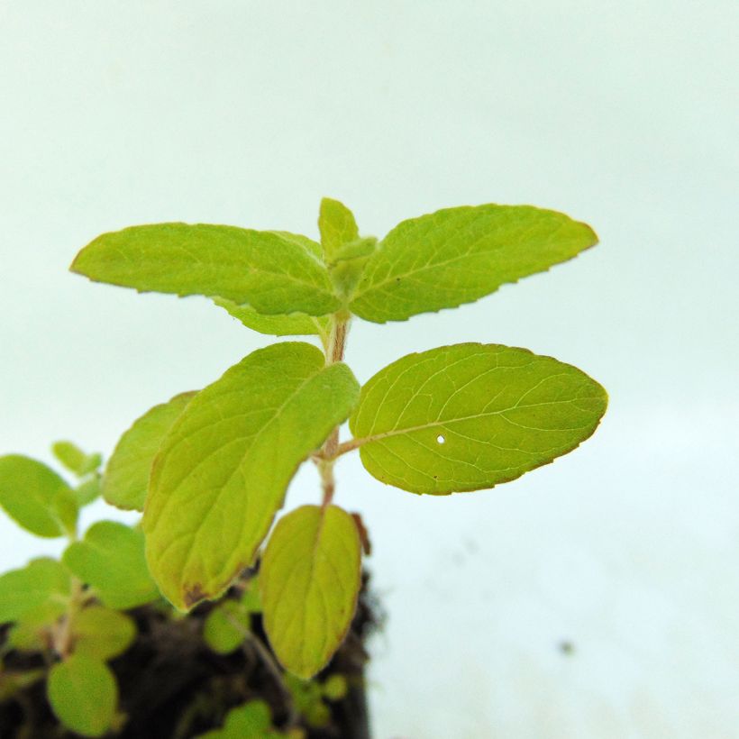 Vesiminttu - Mentha aquatica (Lehvistö)