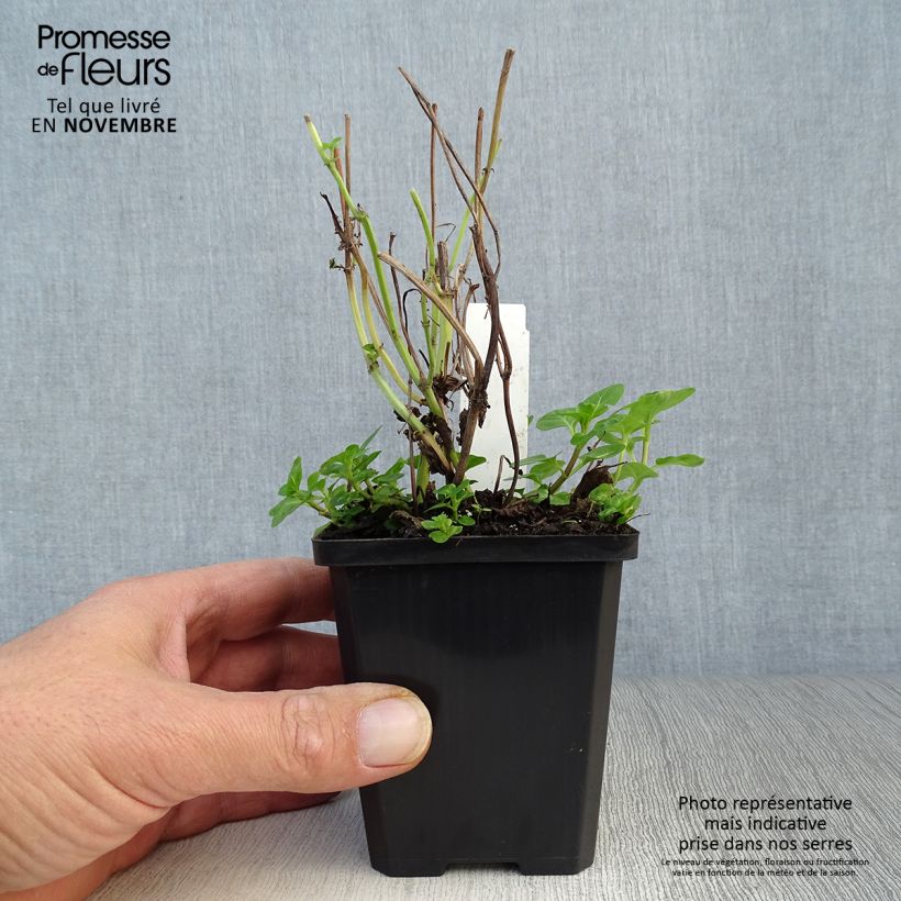 Esimerkki syksyllä toimitetusta Vesiminttu - Mentha aquatica 8/9 cm taimiruukku-taimesta