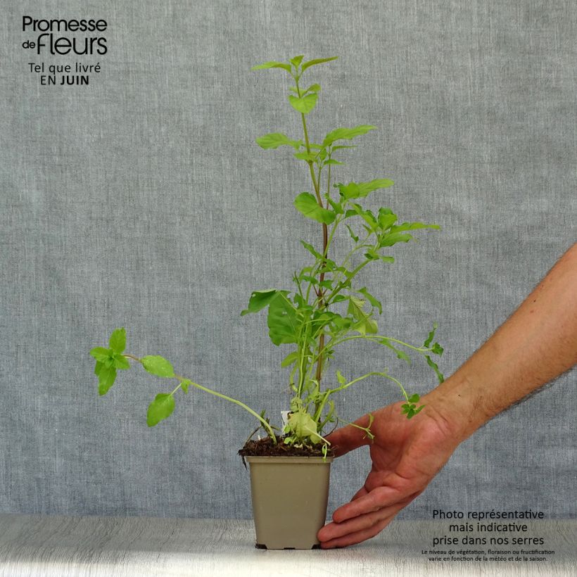 Esimerkki kesällä toimitetusta Vesiminttu - Mentha aquatica 8/9 cm taimiruukku-taimesta