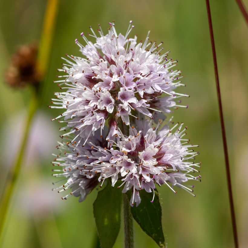 Vesiminttu - Mentha aquatica (Kukinta)