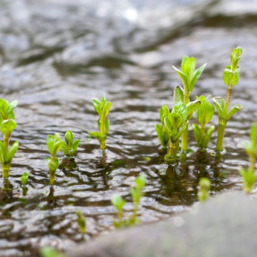 Vesiminttu - Mentha aquatica (Kasvutapa)