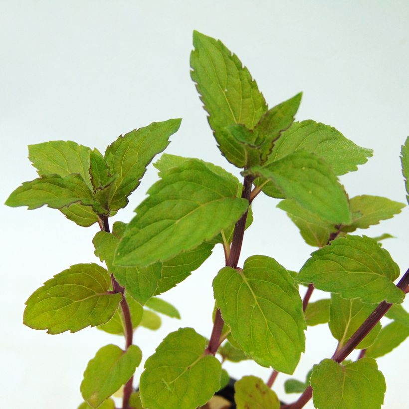 Piparminttu Schocominze (Lehvistö)
