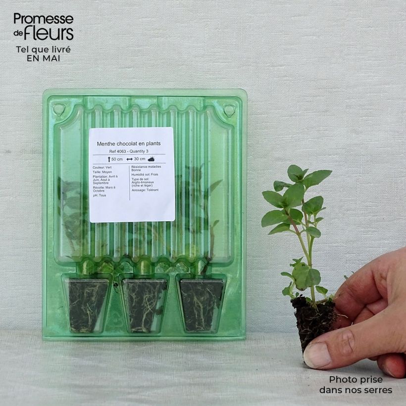 Esimerkki keväällä toimitetusta Menthe chocolat en plants Mini-motte 3 cm-taimesta