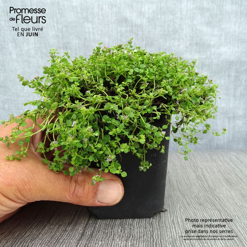 Esimerkki kesällä toimitetusta Korsikanminttu - Mentha requienii Godet de 8/9 cm-taimesta