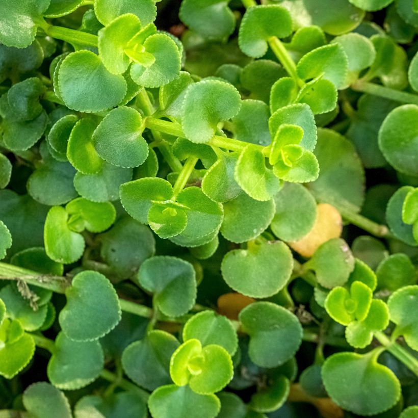 Korsikanminttu - Mentha requienii (Lehvistö)
