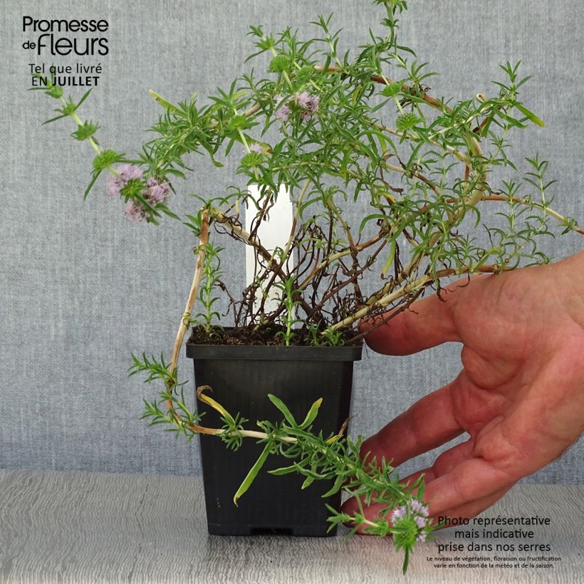 Esimerkki kesällä toimitetusta Minttu - Mentha cervina 8/9 cm taimiruukku-taimesta