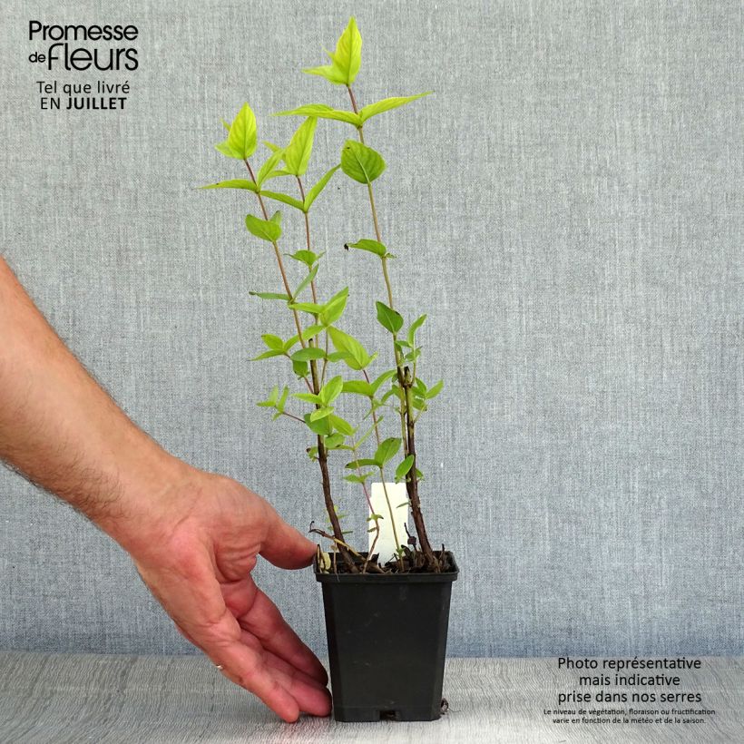 Esimerkki kesällä toimitetusta Pycnanthemum muticum Taimiruukku 8/9 cm-taimesta